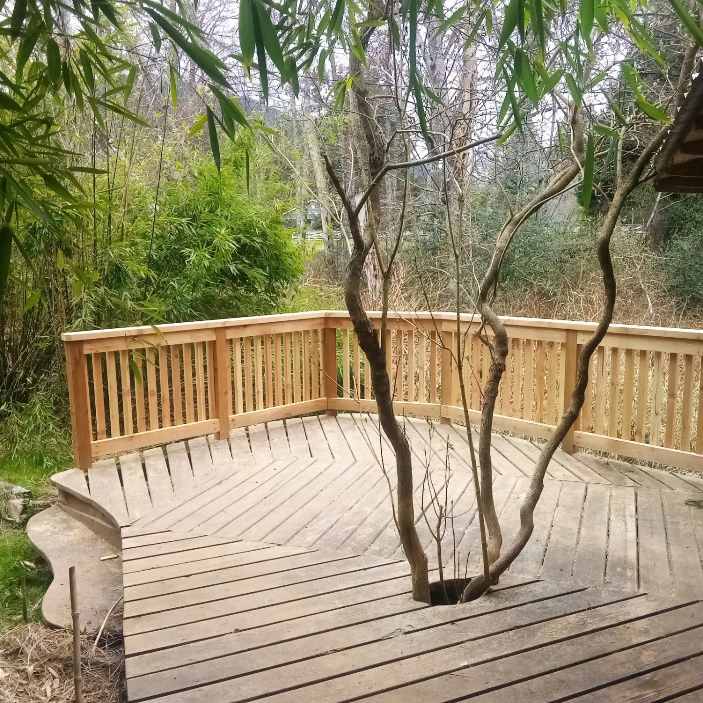 Romana Freye project — completed deck with new railings and feature tree